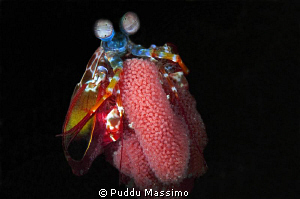 mantis shrimp with eggs,nikon d70 s 60mm micro by Puddu Massimo 